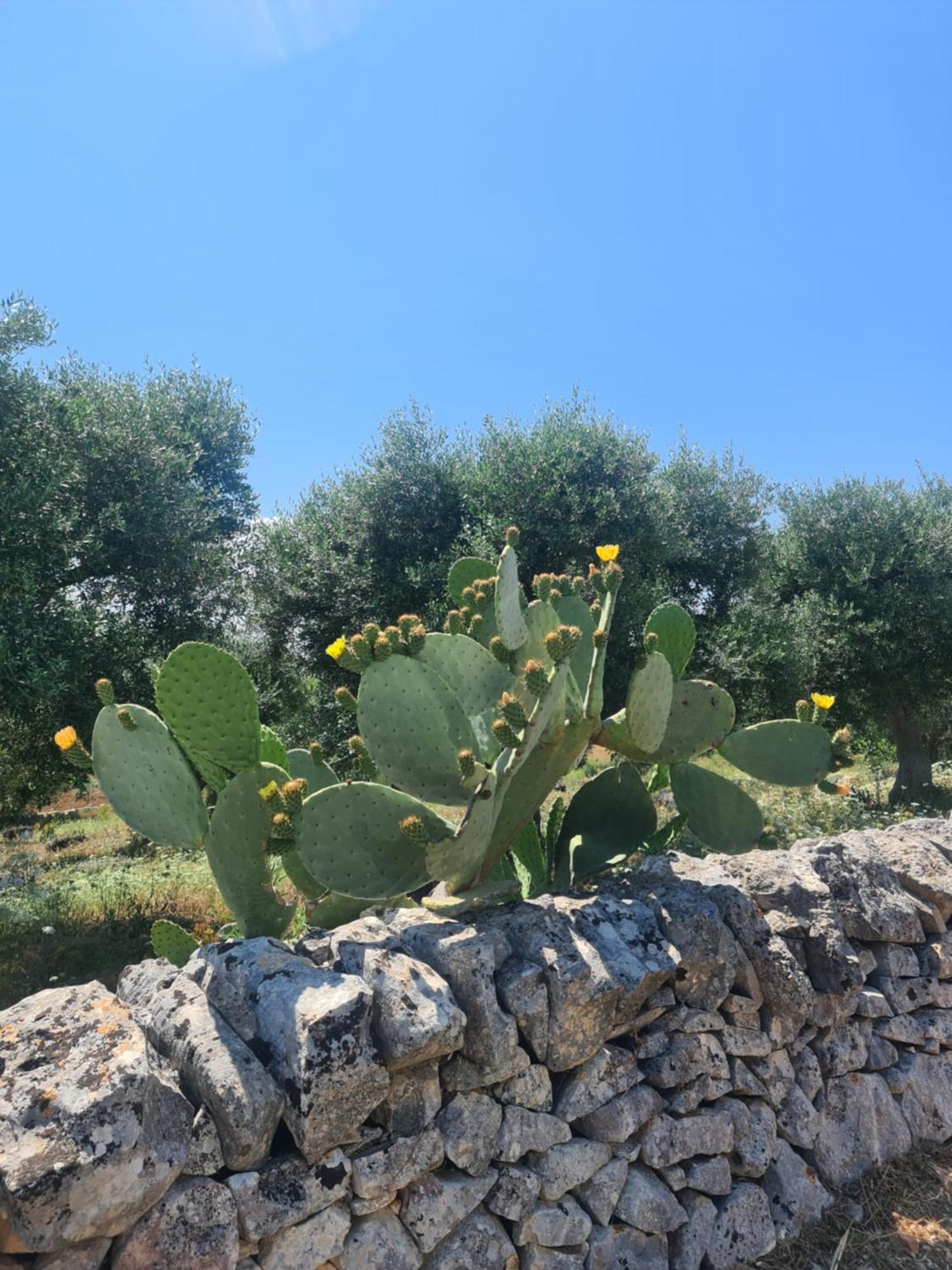 Masseria Gianca Cisternino Eksteriør bilde