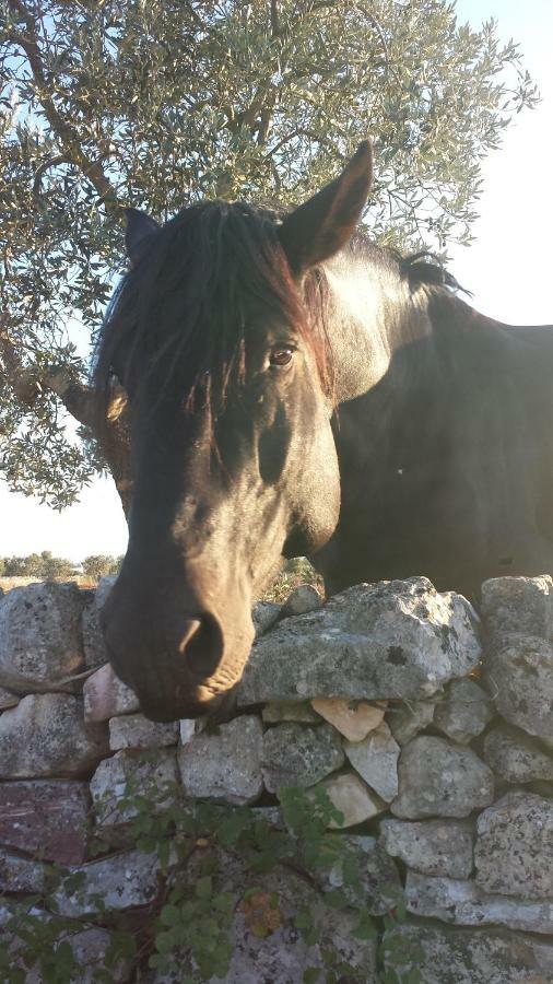 Masseria Gianca Cisternino Eksteriør bilde